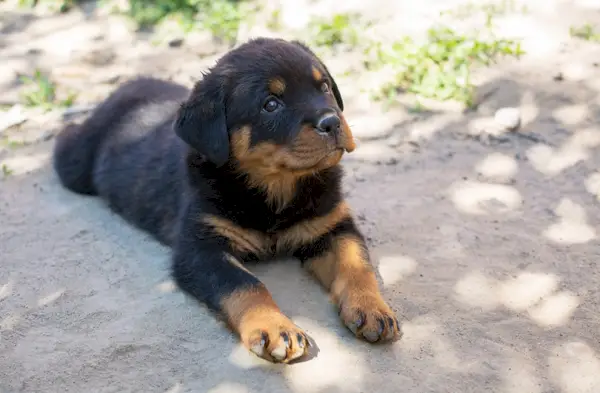 Rottweiler pup ligt op de grond