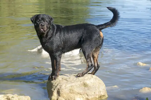 Rottweiler staande op rots_