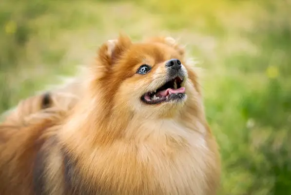 Pomerania dai capelli rossi incredibilmente bella nel parco