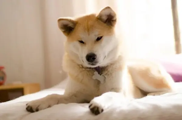 akita-inu-cane