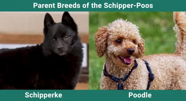 dogster arc elválasztó