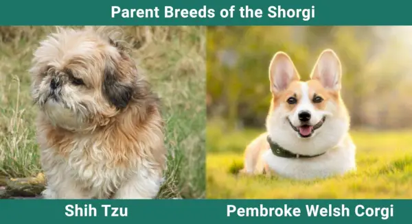 Ouderrassen_Shorgi