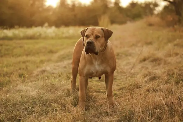 boerboel a szabadban