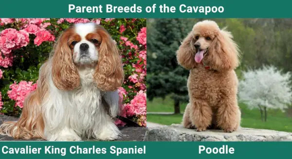 Starševske_pasme_Cavapoo