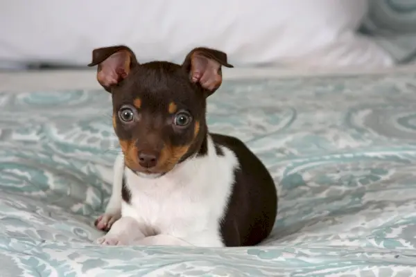 Žiurkėterjero šuniukas guli ant lovos