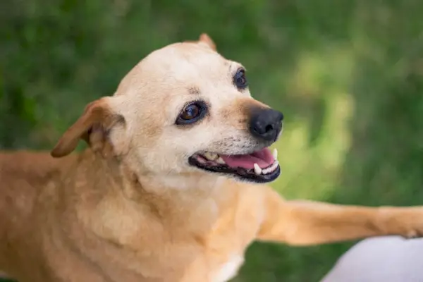 close-up van bruine chihuahua
