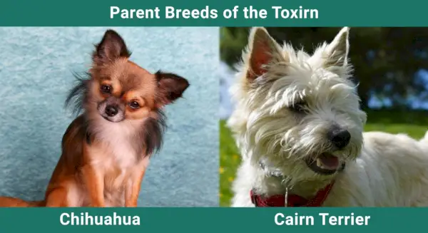 Parent_breeds_Toxirn