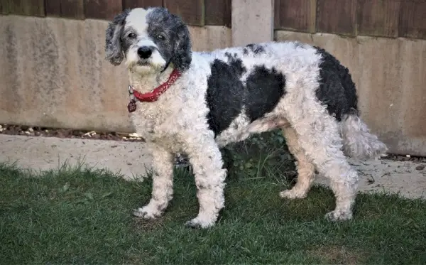 Merle Cockapoo