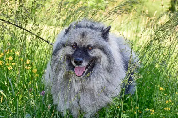 Keeshond nell'erba