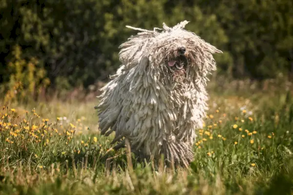Komondor gioca