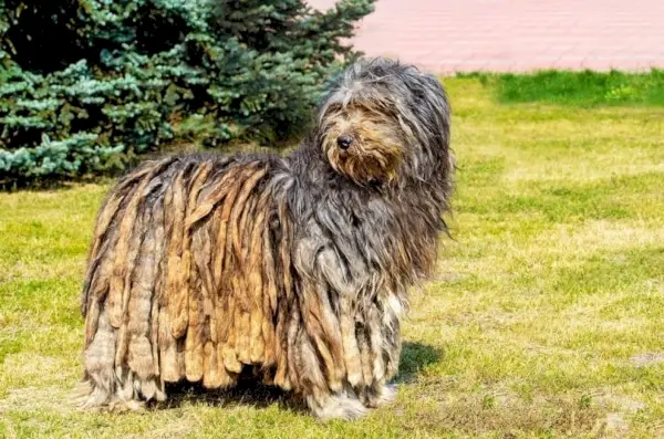 Pastore Bergamasco_Shutterstock_volofin