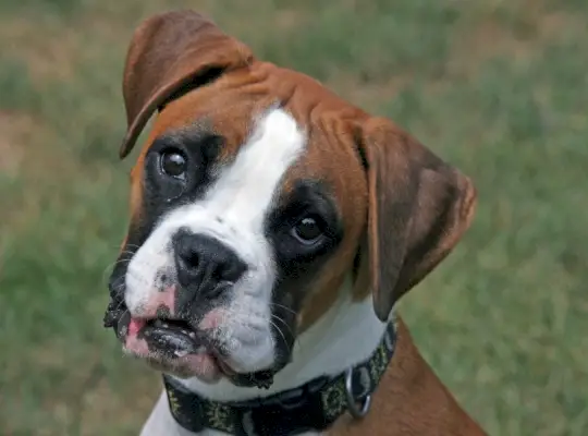 Boxerhond gekanteld hoofd