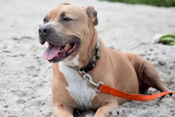 Pitbull aangelijnd liggend op zand
