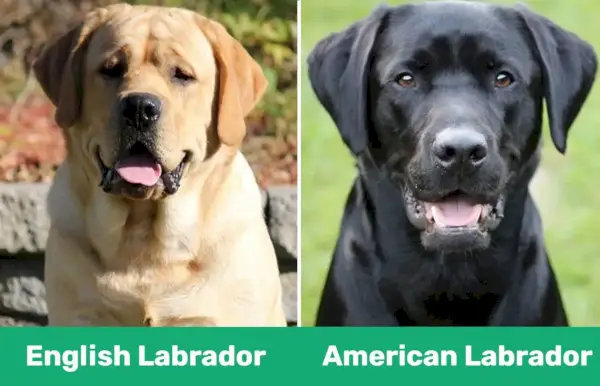 Labrador englez vs american - unul lângă altul