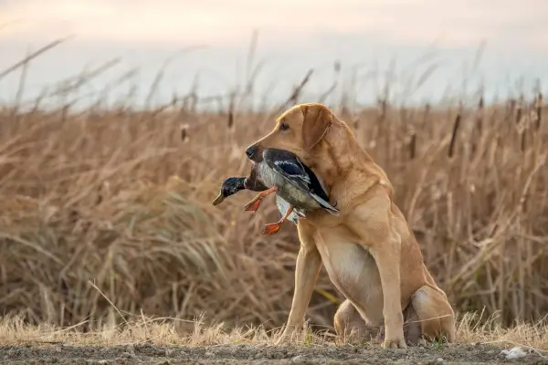 labrador retriever cu rață
