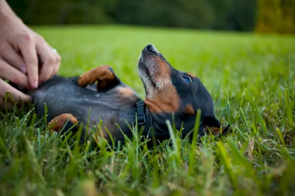 дакел, наслаждаващ се на търкане на корема в трева
