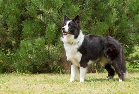 hím border collie állt a fűben