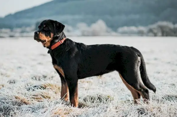 rottweiler kutya szabadban piros nyakörvvel