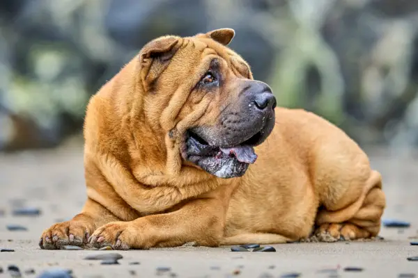 pies shar pei leżący na plaży