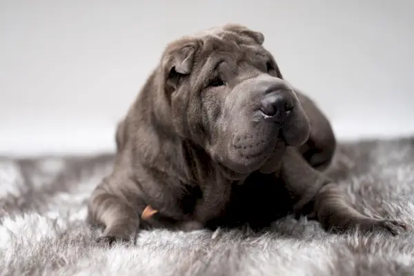 pies shar pei leżący na dywanie