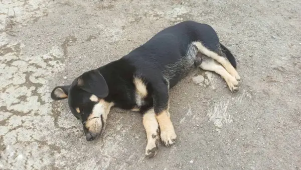 Кученце от австрийска черно-тенева хрътка