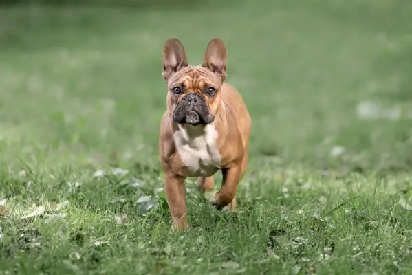 brūns, franču buldogs, kas staigā pa zāli