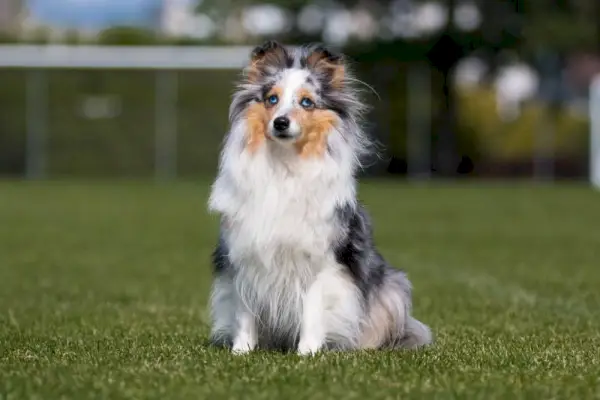 푹신한 블루 멀 화이트 그레이 셰틀랜드 양치기 쉘티