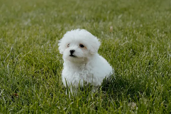 8 hetes maltipoo kiskutya
