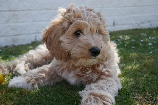 arany Cavapoo kiskutya a kertben