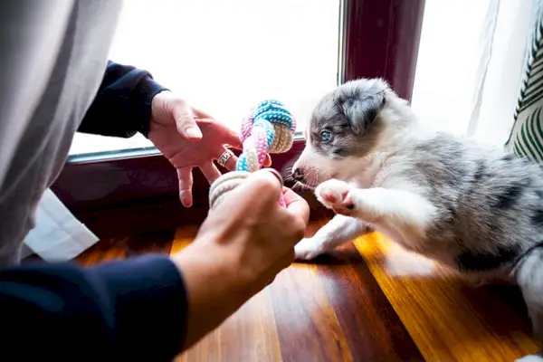 border collie valp leker med människa