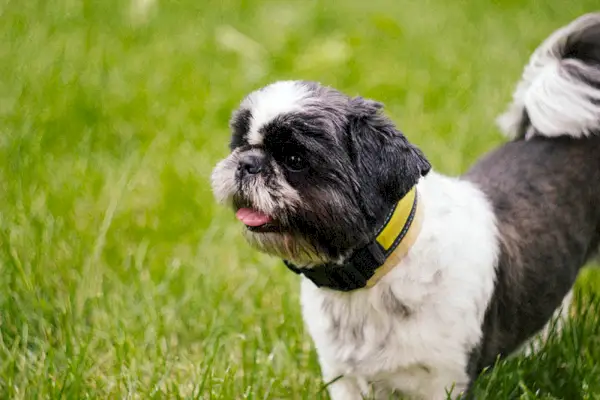 Cățeluș shih tzu alb-negru care se joacă pe iarba verde