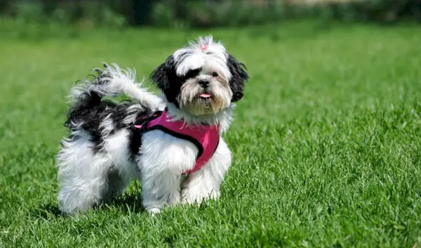 Shih Tzu poartă ham Shih Tzu