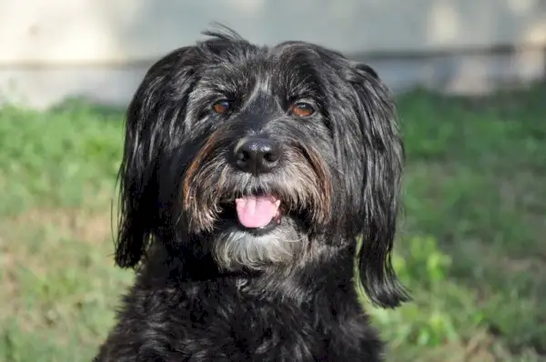 Aussiedoodle šunų patelė