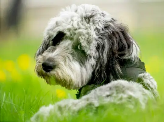 mėlynas merle austriškas papuoštas šuo guli lauke pavasarį