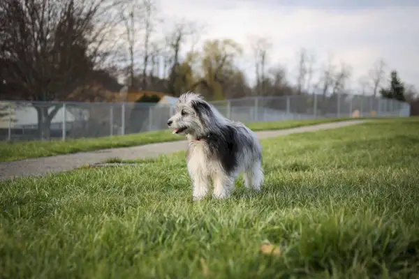 Blue Merle Mini Aussiedoodle šuniukas