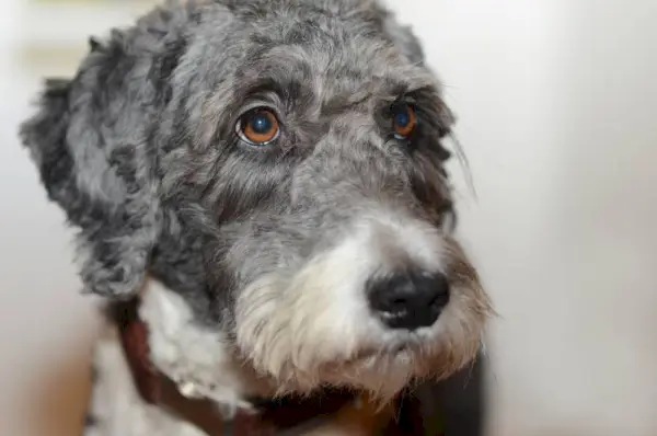 Mielas aussiedoodle šuo