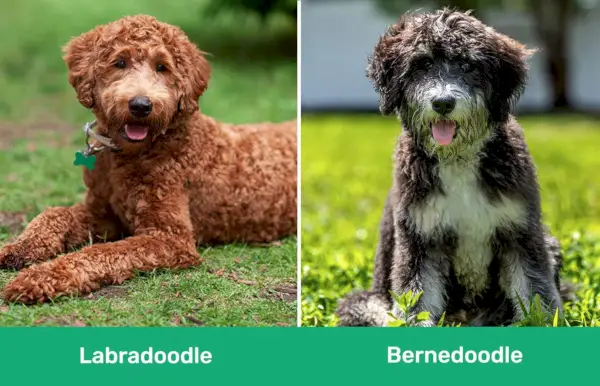 Labradoodle vs Bernedoodle egymás mellett