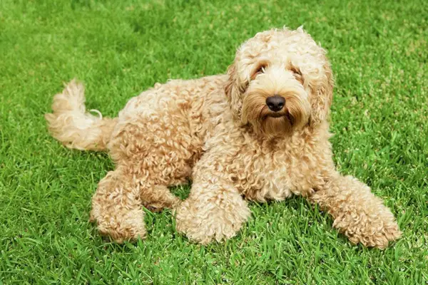 Aranyos arany labradoodle dús fűben