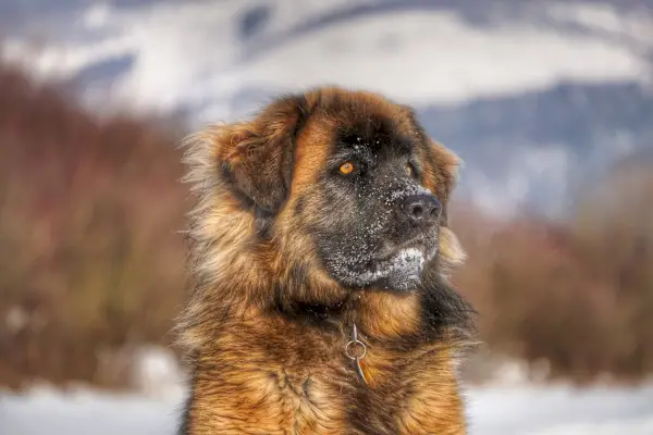 Leonbergers tuvplānā