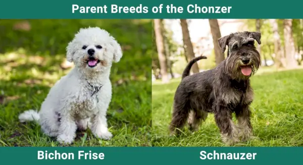 Parent_breeds_Chonzer