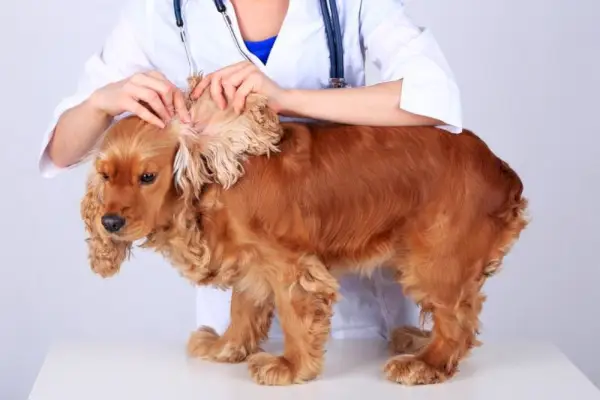 Cocker spaniel inglês verificando a orelha pelo veterinário