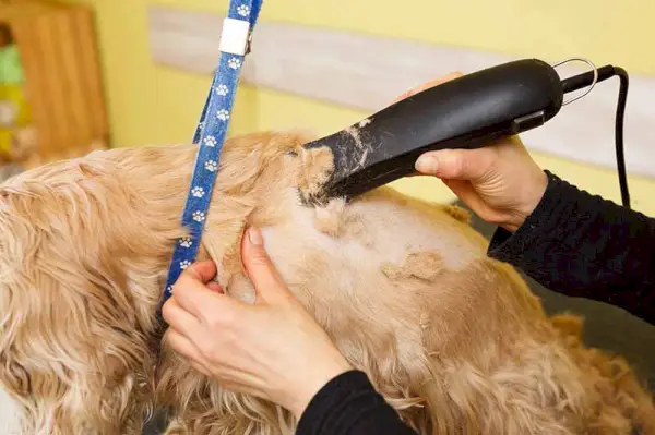 barbear cocker spaniel