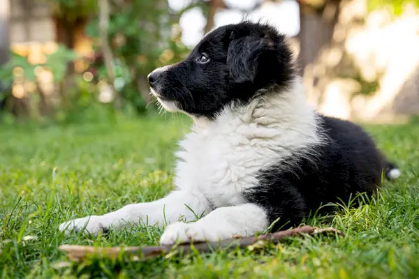 штене мини бордер колија