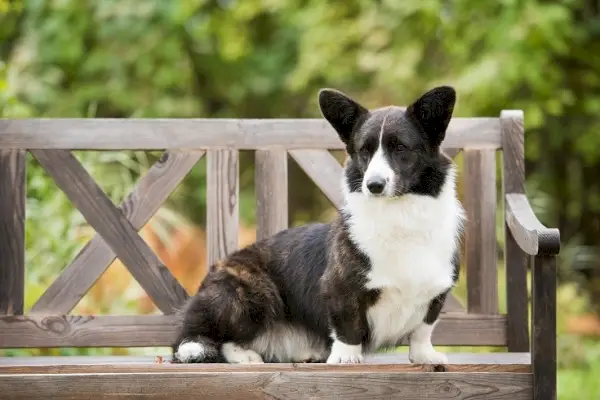 Cardigan Welsh Corgi_Shutterstock_Welshea