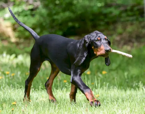 Schwarz-brauner Coonhound