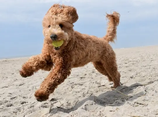 Обучение Goldendoodle