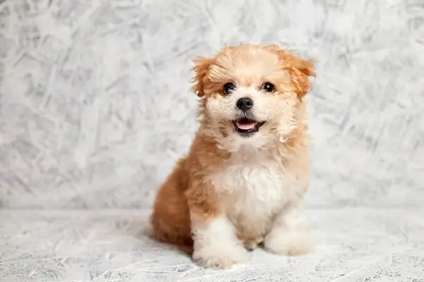 Parent_breeds_Malti-Poo