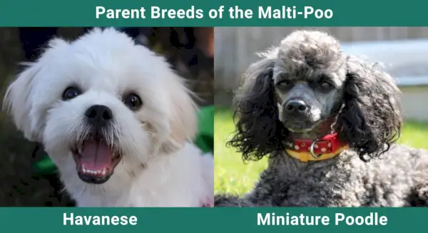 adorabil câine maltipoo întins pe patul câinelui