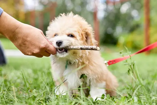 câine maltipoo plimbându-se în parc