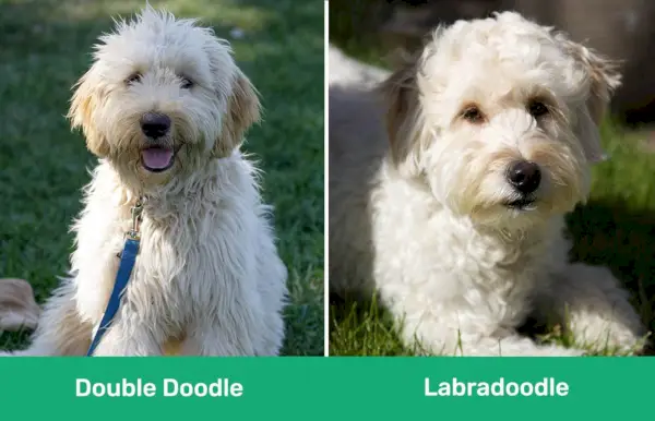 Double Doodle versus Labradoodle naast elkaar